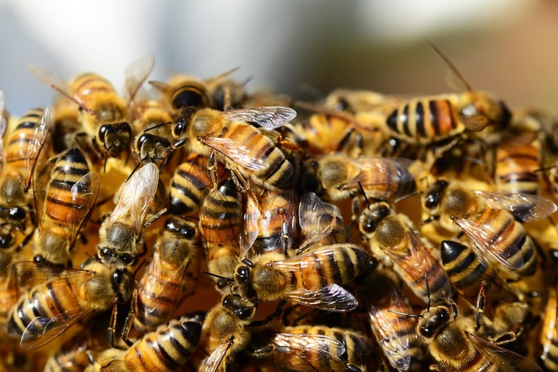 Beekeeping Basics